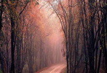 贴吧助手回复语